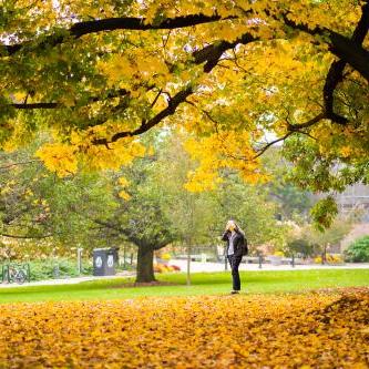 Trees with gold leaves and a student